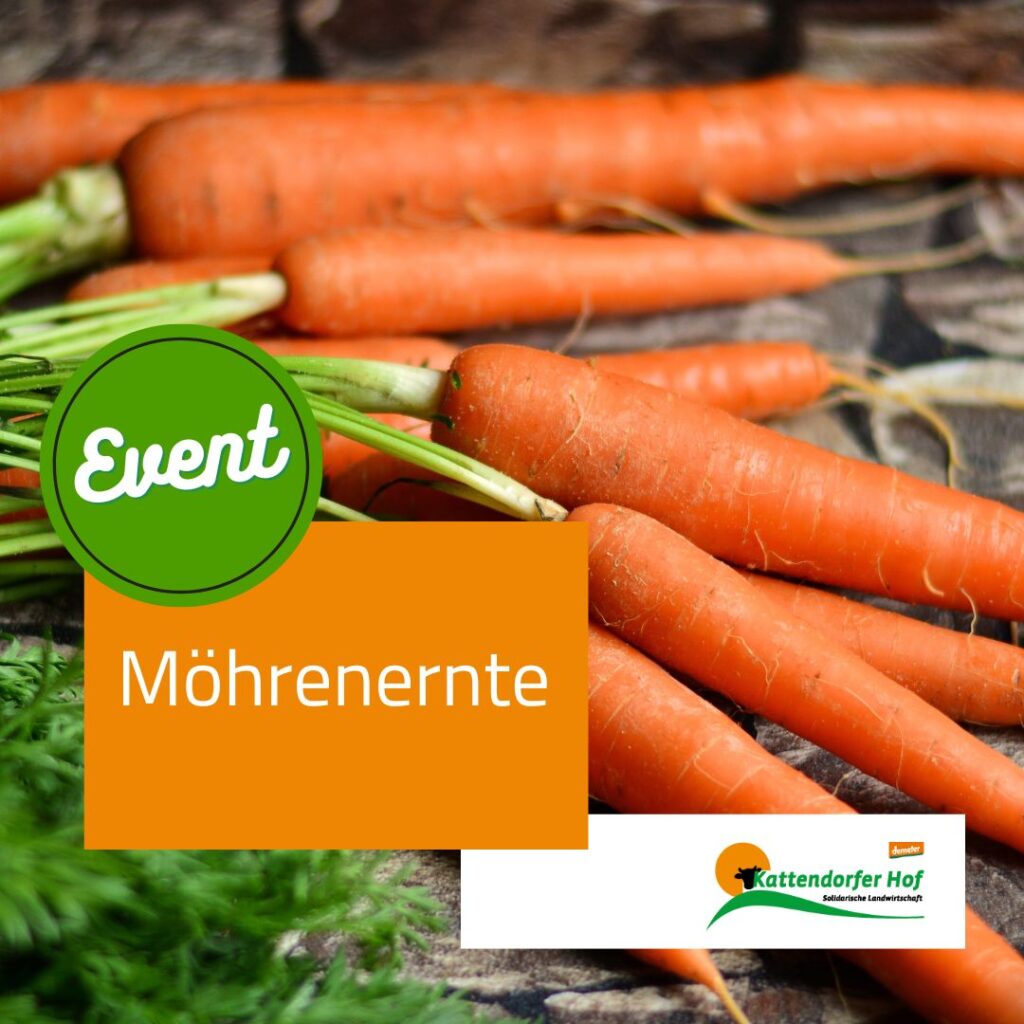 Möhrenernte Möhrenernte